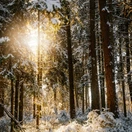 Time of Loss Transformance